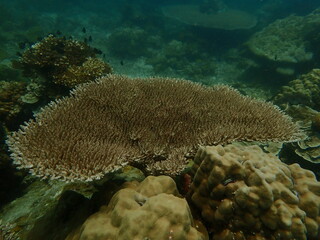 Coral found at coral reef area in Lang Tengah Island, Malaysia