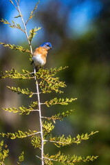 Bluebird Perched on Top of Tree
