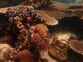 Coral found at coral reef area in Lang Tengah Island, Malaysia