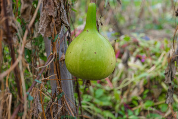 Ripening Green Gourd Hanging .Butternut squash green harvest.Hanging Gourds in a Garden Setting....