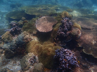 Coral found at coral reef area in Lang Tengah Island, Malaysia
