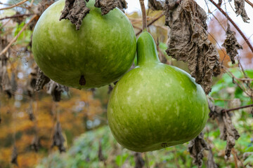 Hanging Green Gourds in a Garden.Butternut squash green harvest.Ripening Green Gourd Hanging...