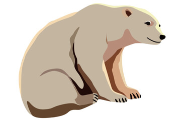 Polar bear. Illustration of a white polar bear