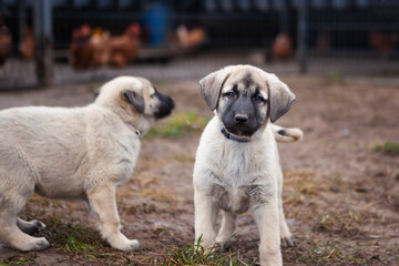 Portrait of a Kangal puppy showing all the qualities of an elite breed.