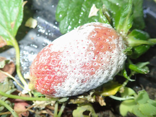 Strawberry fruit with white spot fungus. Gardening, horticulture and organic agriculture concept, Rotten strawberries, mould strawberry, rotten fruit background, moldy strawberries in garden, close-up