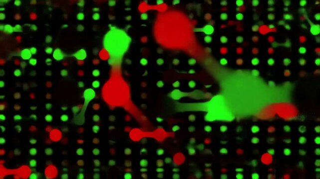 Time lapse microscopy video of cell based assay with green and red fluorescent markers on microarrays. Useful for pharmaceutical research, drug discovery and biotechnology.