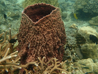 Coral found at coral reef area in Lang Tengah Island, Malaysia