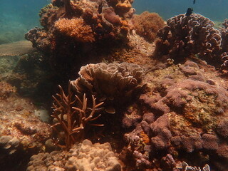 Coral found at coral reef area in Lang Tengah Island, Malaysia