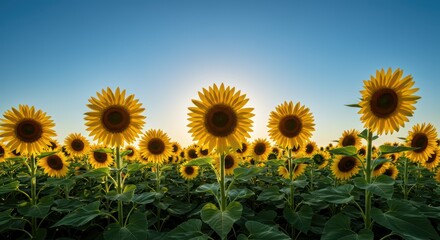 Obraz premium Golden Horizon The Bountiful Field of Sunflowers Stretching Towards the Sky on a Bright Sunny Day with Blue Sky Overhead