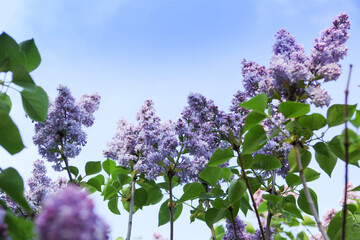 Blooming lilac flowers with sunlight, against blue sky.