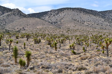 Desert landscape with Joshua trees under blue skies in a remote mountain range