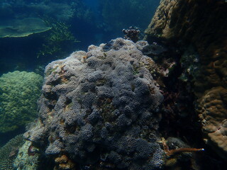 Coral found at coral reef area in Lang Tengah Island, Malaysia
