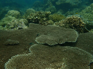 Coral found at coral reef area in Lang Tengah Island, Malaysia