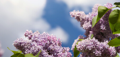 Blooming lilac flowers with sunlight, against blue sky. 