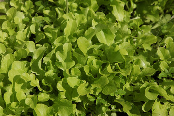 Fresh green lettuce leaves on a plantation in a greenhouse, close-up. 