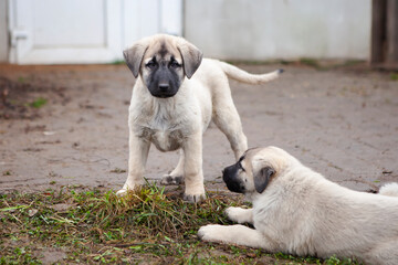 Portrait of a Kangal puppy showing all the qualities of an elite breed.