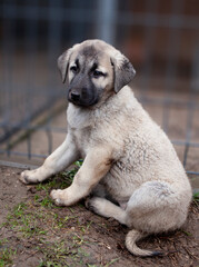 Portrait of a Kangal puppy showing all the qualities of an elite breed.