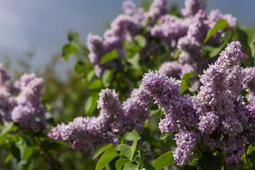 Blooming lilac flowers with sunlight, against blue sky.