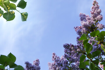 Blooming lilac flowers with sunlight, against blue sky.