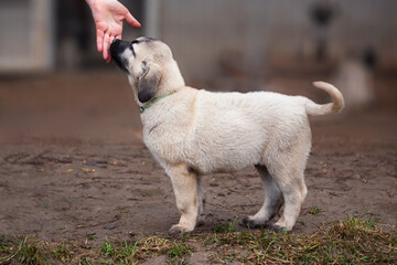 Portrait of a Kangal puppy showing all the qualities of an elite breed.