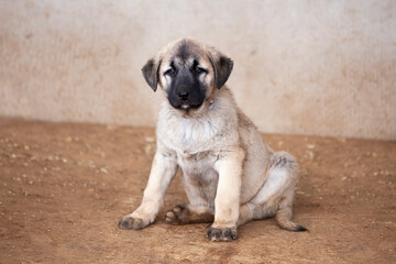 Portrait of a Kangal puppy showing all the qualities of an elite breed.