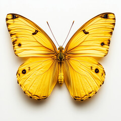 Fototapeta premium yellow butterfly on white background