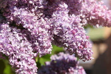 Blooming lilac flowers with sunlight, against blue sky.