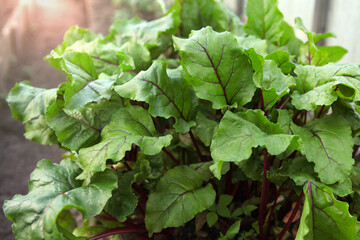 Young beets growing in the garden, close-up of beet leaves.