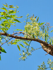 Azadirachta indica flower in nature garden