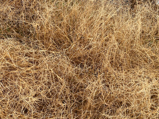 dry grass in the park. autumn dry grass