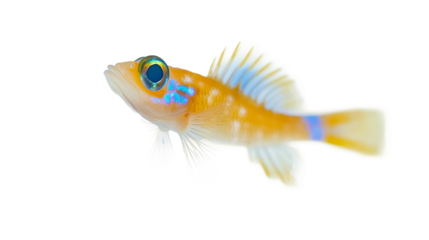 An eye-catching close-up of a brilliantly colored fish in a clear shot, displaying vibrant hues of yellow and blue. The detailed scales and fins add texture to the underwater wildlife. 