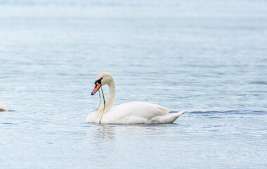 Graceful white Swan swimming in the lake, swans in the wild. Portrait of a white swan swimming on a lake.