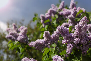 Blooming lilac flowers with sunlight, against blue sky.