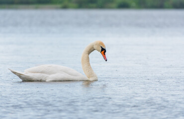Graceful white Swan swimming in the lake, swans in the wild. Portrait of a white swan swimming on a lake.