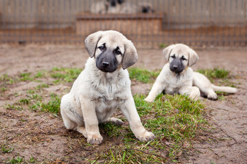 Portrait of a Kangal puppy showing all the qualities of an elite breed.