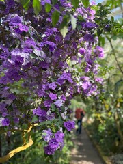 flowers in the garden