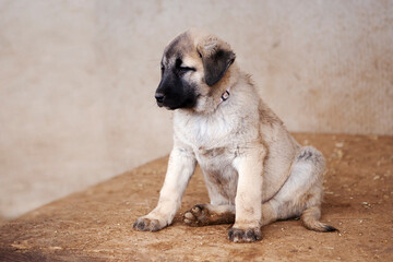 Portrait of a Kangal puppy showing all the qualities of an elite breed.