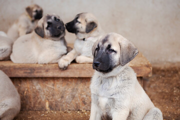 Portrait of a Kangal puppy showing all the qualities of an elite breed.