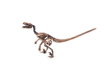 Velociraptor fossil skeleton model miniature toy isolated on white background.