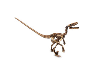 Velociraptor fossil skeleton model miniature toy isolated on white background.