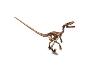 Velociraptor fossil skeleton model miniature toy isolated on white background.