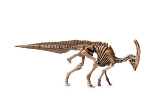 Parasaurolophus fossil skeleton model miniature toy isolated on white background.