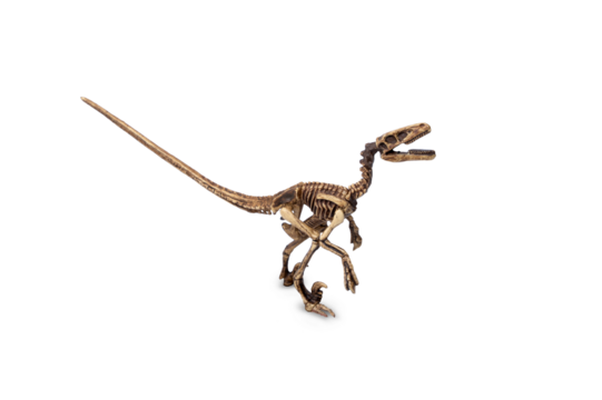 Velociraptor fossil skeleton model miniature toy isolated on white background.