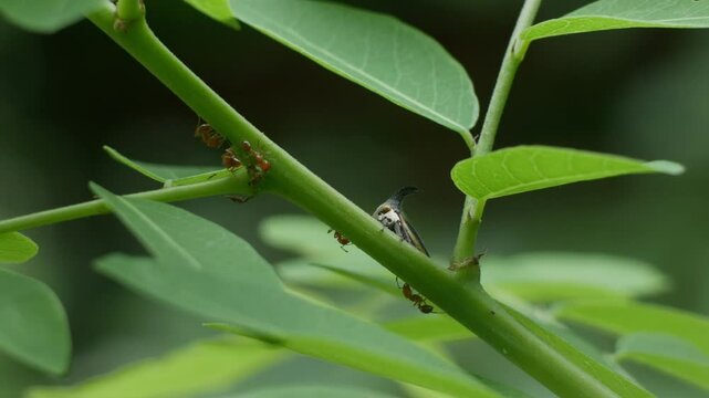 Strang treehoppe on branch in Thailand.