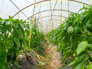 Chili pepper plantation with plastic film placed over the ground, yellow chilli pepper plant in a farmer's field, paprika, chili pepper in greenhouse or glasshouse, in Jijel Algeria, North Africa.