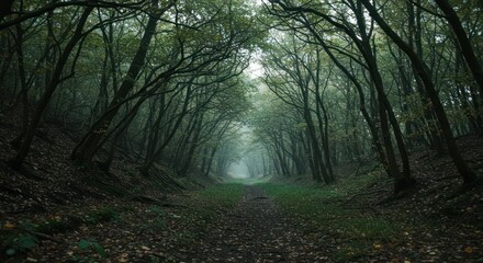 Mysterious Forest Path Leading Into Ethereal Fog on a Dim and Tranquil Day