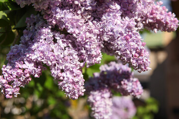 Blooming lilac flowers with sunlight, against blue sky.