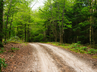 Fototapeta premium close up dirt road in forest