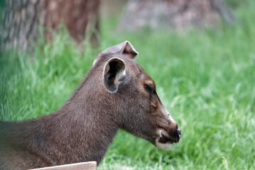deer in the grass