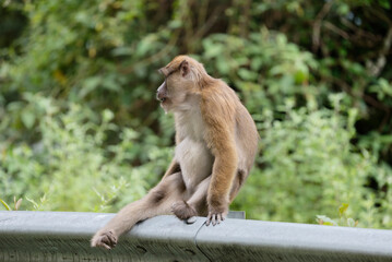 Wild monkeys in the jungle